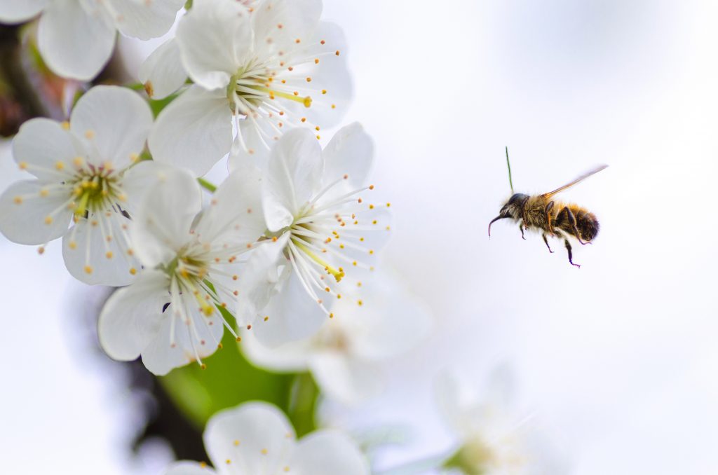 Fly Like A Butterfly Sting Like A Bee Success Factor